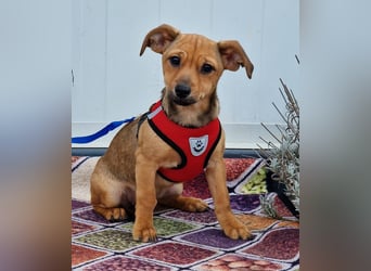 Kleine Zaubermaus Kloè in 56220 Bassenheim