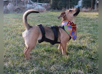 Kleine Zaubermaus Kloè in 56220 Bassenheim