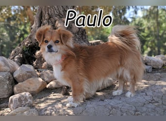 Darf Paulo bei dir zur Ruhe kommen?