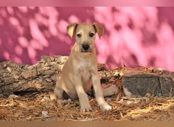 Zeigst du Rafael, wie schön ein Zuhause sein kann?