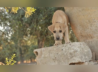 Zeigst du Rafael, wie schön ein Zuhause sein kann?