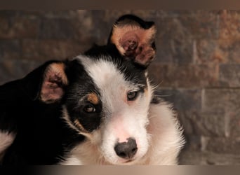 Wer schenkt Lourdes das Zuhause, von dem jedes Hundekind träumt?