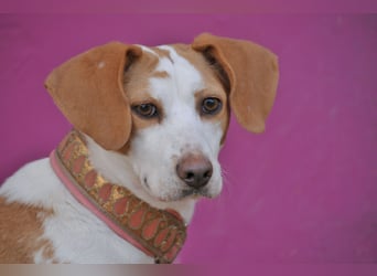 Zeigst du Lizzy wie sich Liebe, Vertrauen und ein echtes Zuhause anfühlen?