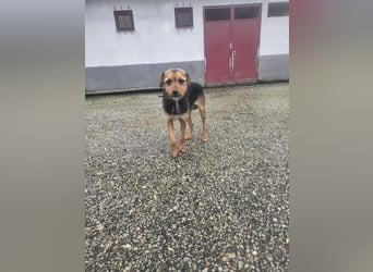 Wer schenkt Vivy die Chance auf ein Leben voller Geborgenheit und gemeinsamer Momente?