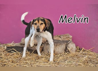 Darf Melvin bald seine Lebensfreude mit seinen eigenen Menschen teilen?