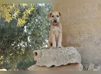 Zeigst du Rafael, wie schön ein Zuhause sein kann?