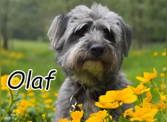 Darf Olaf gemeinsam mit dir wachsen?