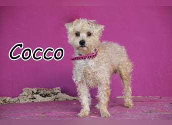 Schenkst du Cocco die Chance auf ein neues Leben?