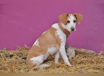 Zeigst du Lizzy wie sich Liebe, Vertrauen und ein echtes Zuhause anfühlen?