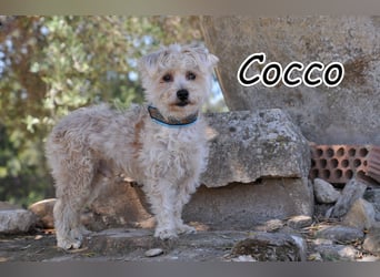 Schenkst du Cocco die Chance auf ein neues Leben?