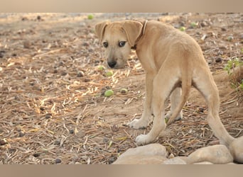Zeigst du Rafael, wie schön ein Zuhause sein kann?