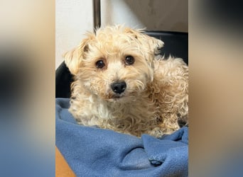 Schenkst du Cocco die Chance auf ein neues Leben?