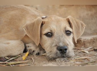 Zeigst du Rafael, wie schön ein Zuhause sein kann?