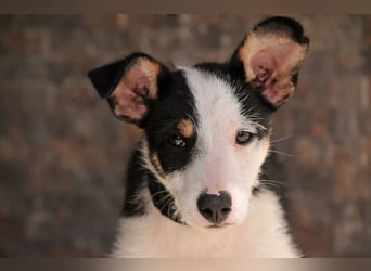 Wer schenkt Lourdes das Zuhause, von dem jedes Hundekind träumt?