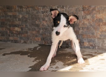 Wer schenkt Lourdes das Zuhause, von dem jedes Hundekind träumt?