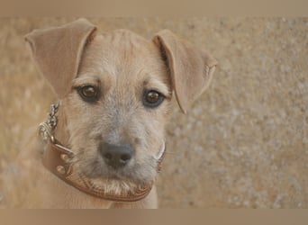 Zeigst du Rafael, wie schön ein Zuhause sein kann?