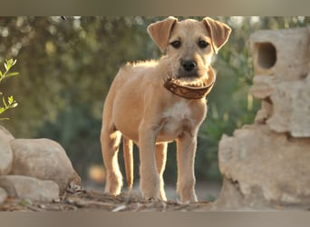 Zeigst du Rafael, wie schön ein Zuhause sein kann?