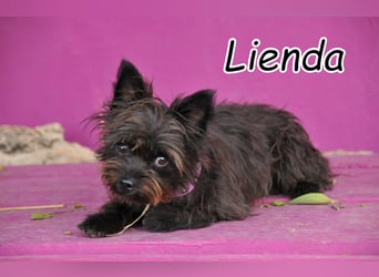 Schenkst du Lienda endlich das Glück, auf da sie so lange wartet?