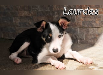 Begleitest du Lourdes auf ihrem Weg in ein glückliches Hundeleben?