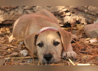 Zeigst du Rafael, wie schön ein Zuhause sein kann?