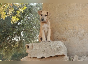 Zeigst du Rafael, wie schön ein Zuhause sein kann?