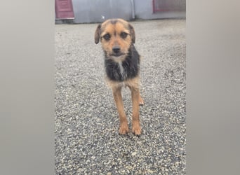 Wer schenkt Vivy die Chance auf ein Leben voller Geborgenheit und gemeinsamer Momente?