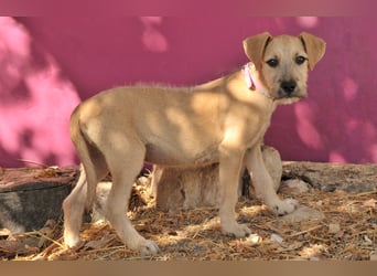 Zeigst du Rafael, wie schön ein Zuhause sein kann?