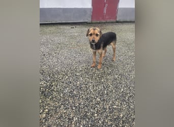 Wer schenkt Vivy die Chance auf ein Leben voller Geborgenheit und gemeinsamer Momente?