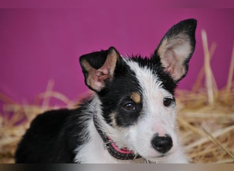 Wer schenkt Lourdes das Zuhause, von dem jedes Hundekind träumt?