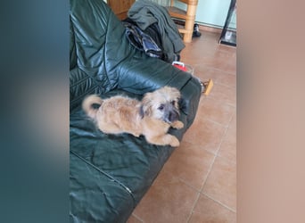 Sina, bezauberndes Wollknäuel