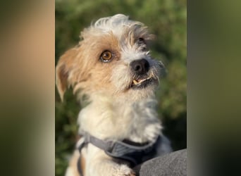 Pearl, kleine Hündin