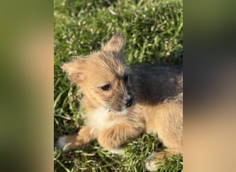 Amber, klein bleibende Welpin