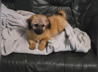 Sina, bezauberndes Wollknäuel