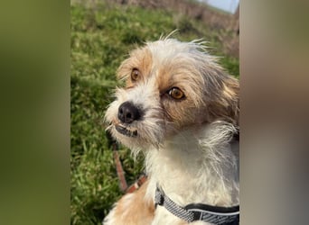 Pearl, kleine Hündin