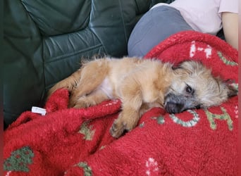 Sina, bezauberndes Wollknäuel