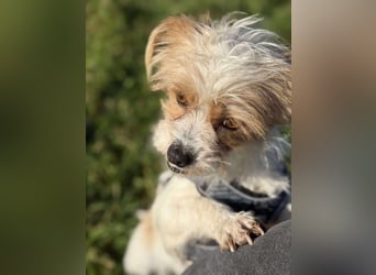 Pearl, kleine Hündin