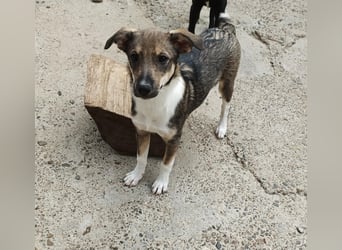 Bindi, kleine Hündin, 5 Monate alt