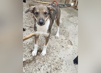 Bindi, kleine Hündin, 5 Monate alt