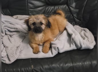 Sina, bezauberndes Wollknäuel