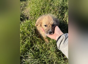 Amber, klein bleibende Welpin