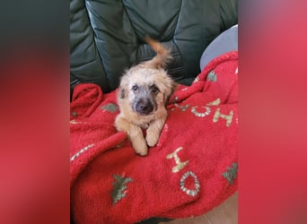 Sina, bezauberndes Wollknäuel