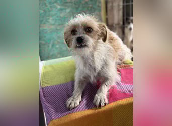 Pearl, kleine Hündin