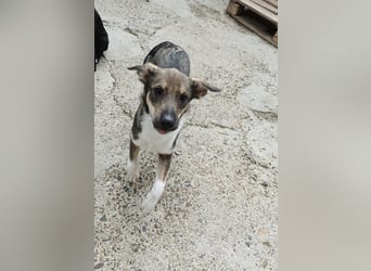 Bindi, kleine Hündin, 5 Monate alt