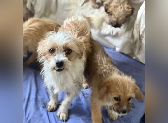 Pearl, kleine Hündin