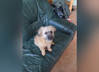 Sina, bezauberndes Wollknäuel