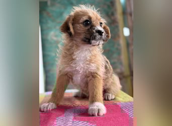 Amber, klein bleibende Welpin