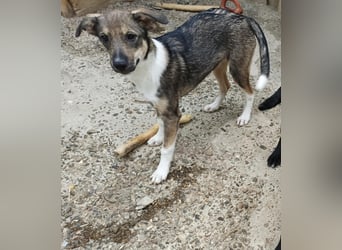 Bindi, kleine Hündin, 5 Monate alt