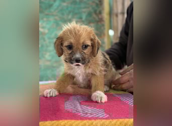 Amber, klein bleibende Welpin