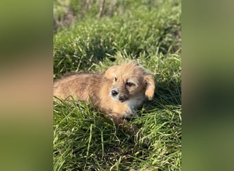 Amber, klein bleibende Welpin