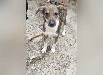 Bindi, kleine Hündin, 5 Monate alt